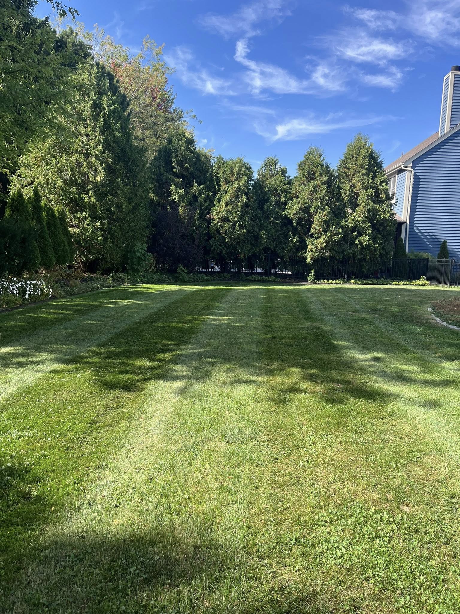 Freshly mowed open lawn framed by tall evergreens and blue sky